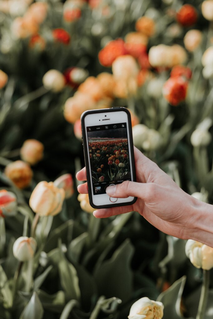 iPhone 4, das verwendet wird, um ein Foto in einem Tulpenfeld zu machen