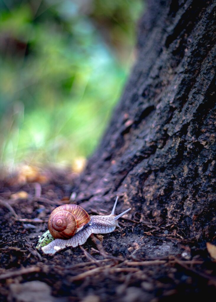 WILL YOU PRESS THE BUTTON? made You live forever A snail that can't die  hunts