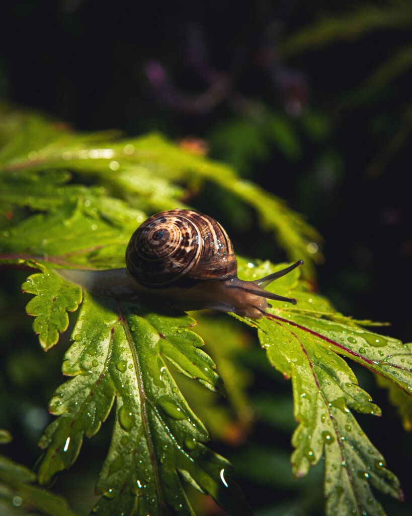 WILL YOU PRESS THE BUTTON? made You live forever A snail that can't die  hunts